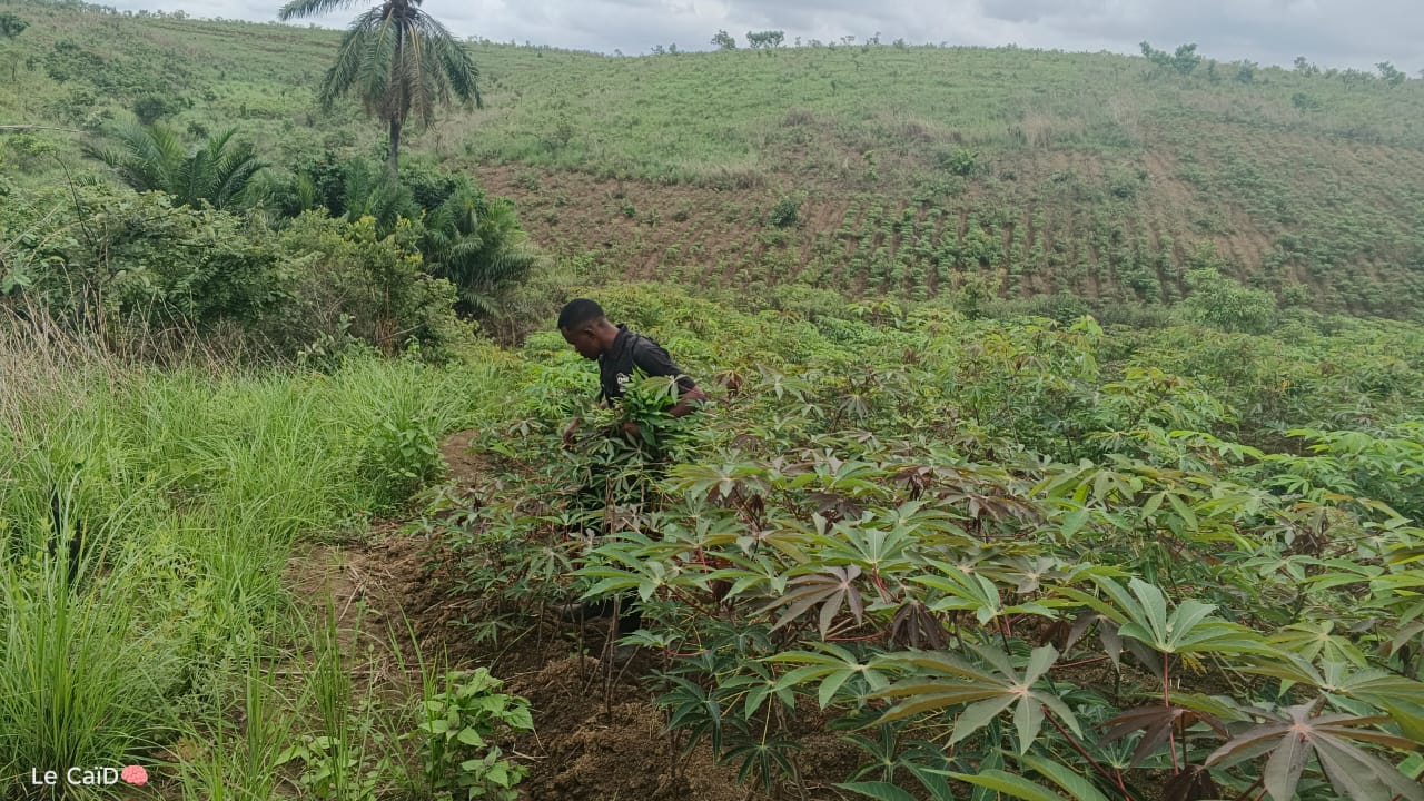 Agriculture en RDC